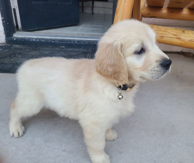 Golden Retriever Puppies media 4