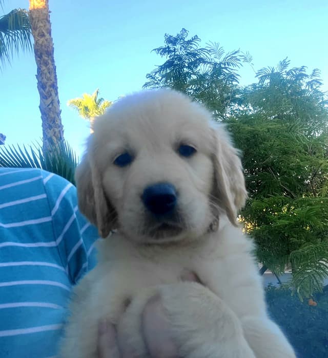 Golden Retriever Puppies media 5
