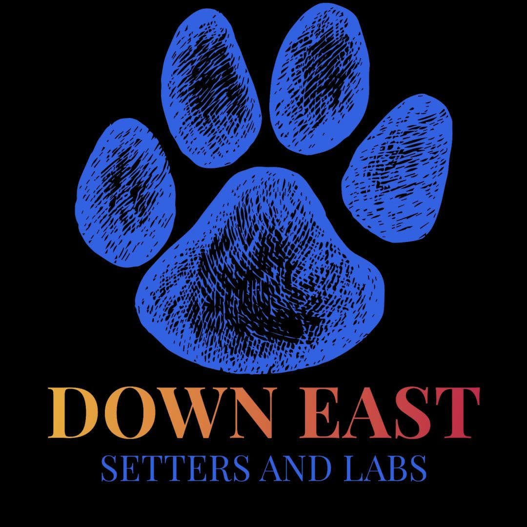 Labrador Retriever Puppies breeder image 1