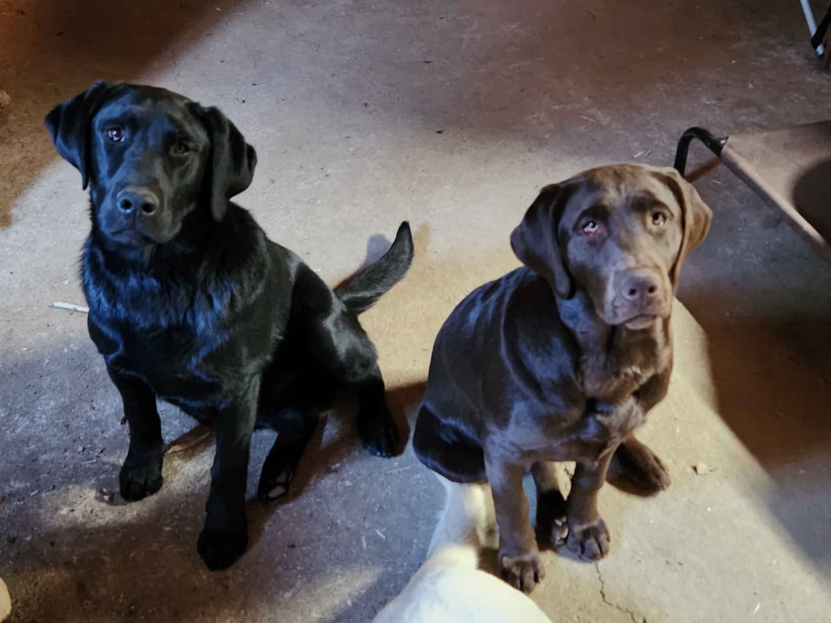 Labrador Retriever Puppies breeder image 10