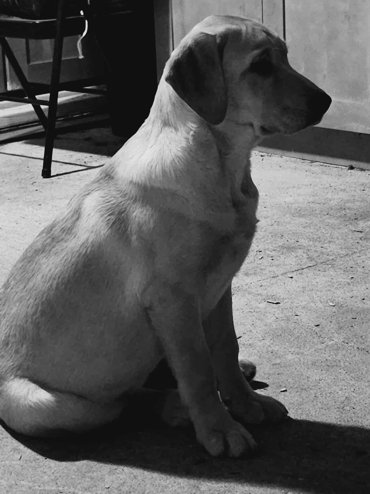 Labrador Retriever Puppies breeder image 7