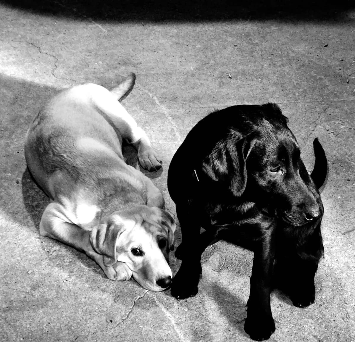 Labrador Retriever Puppies breeder image 4