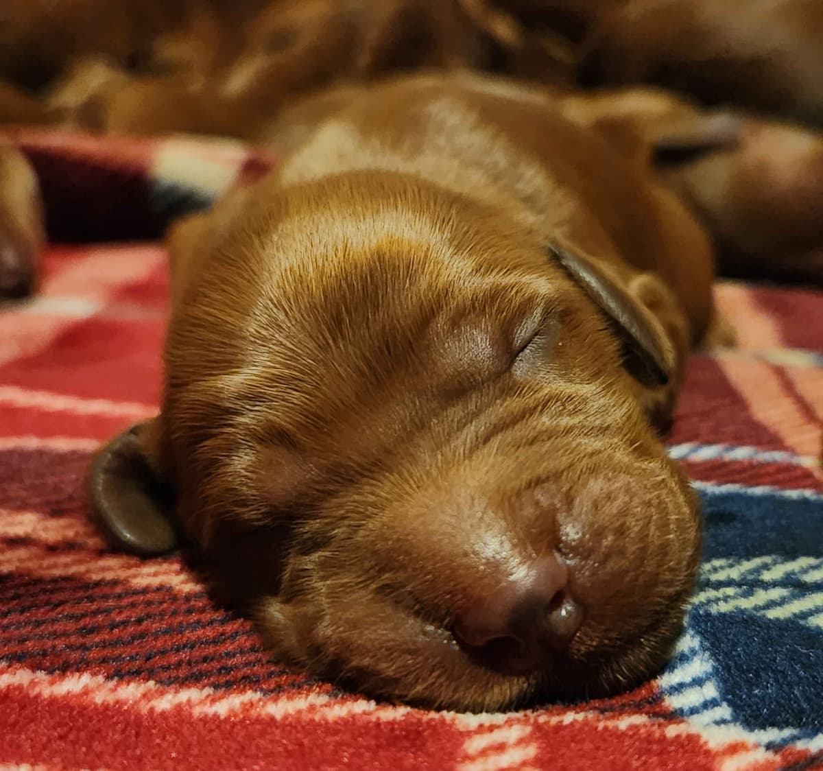 Labrador Retriever Puppies breeder image 12
