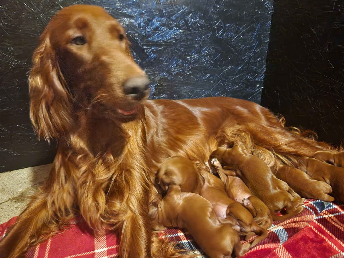 Labrador Retriever Puppies breeder image 6