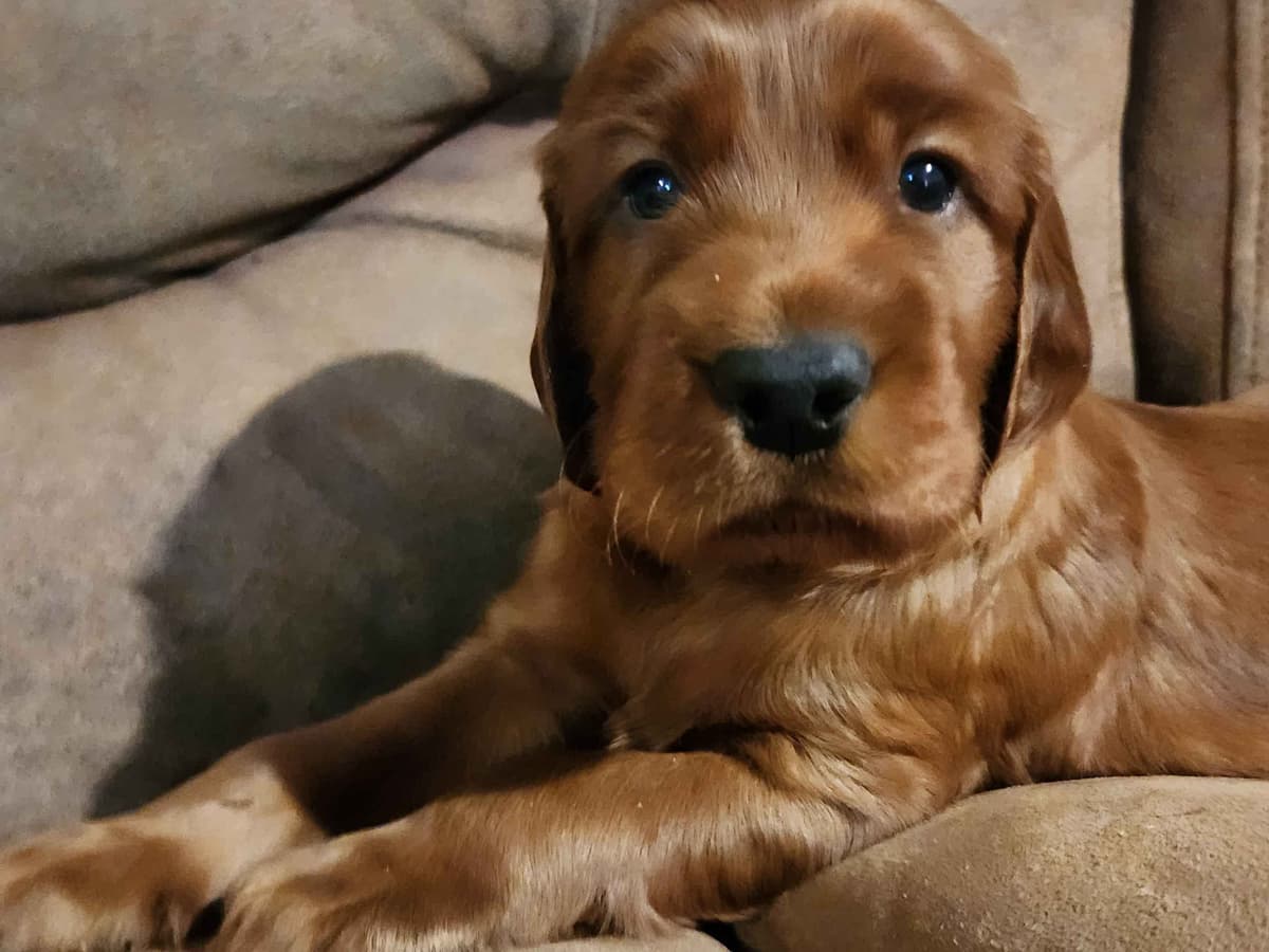Labrador Retriever Puppies breeder image 8
