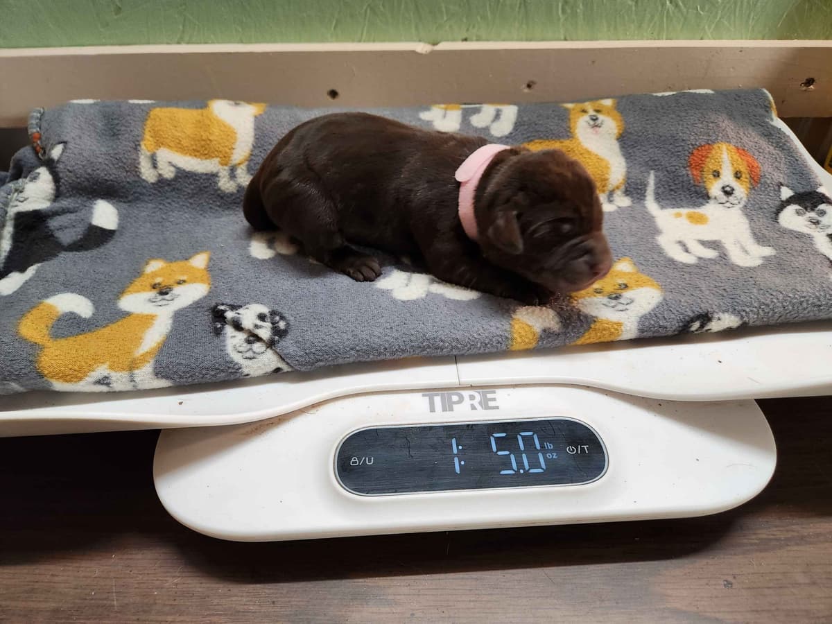 Labrador Retriever Puppies breeder image 13