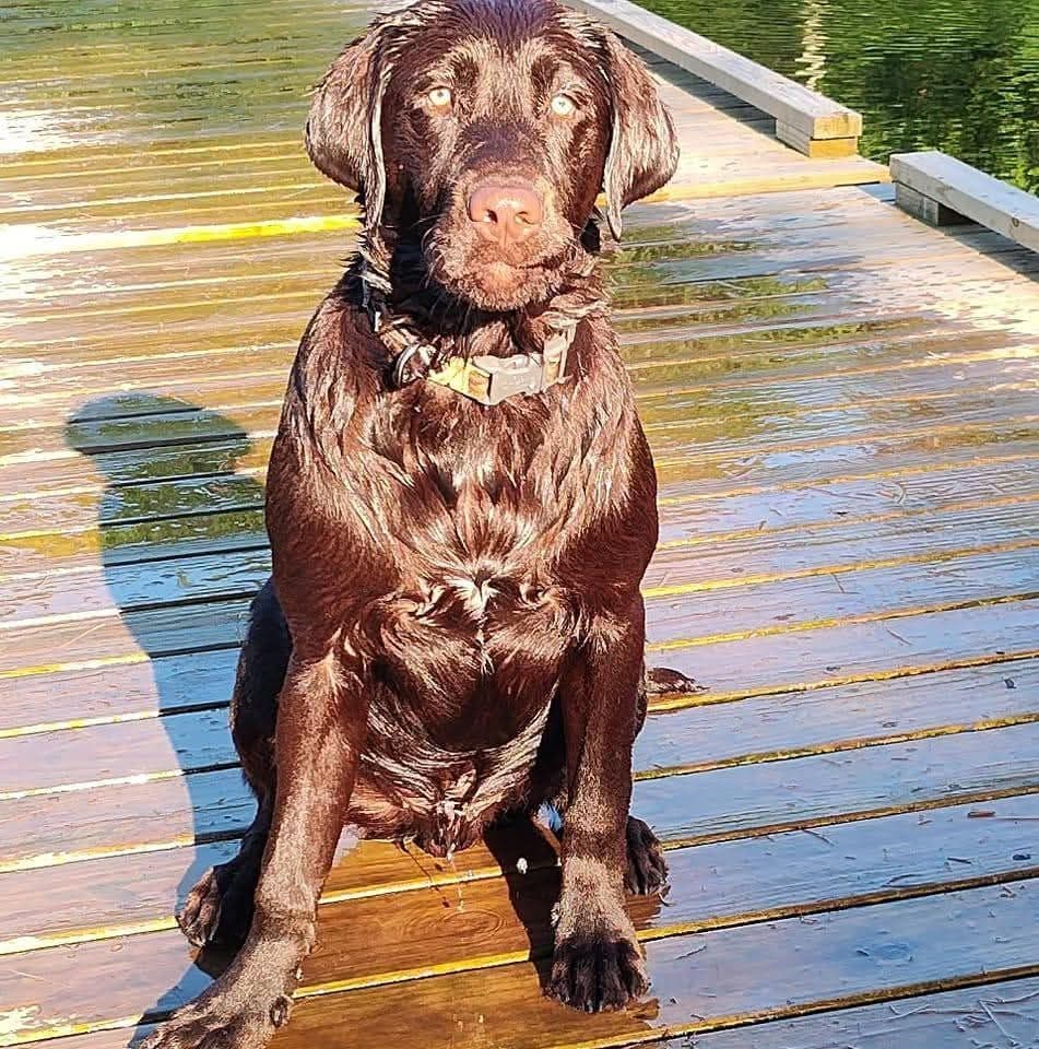 Labrador Retriever Puppies breeder image 16