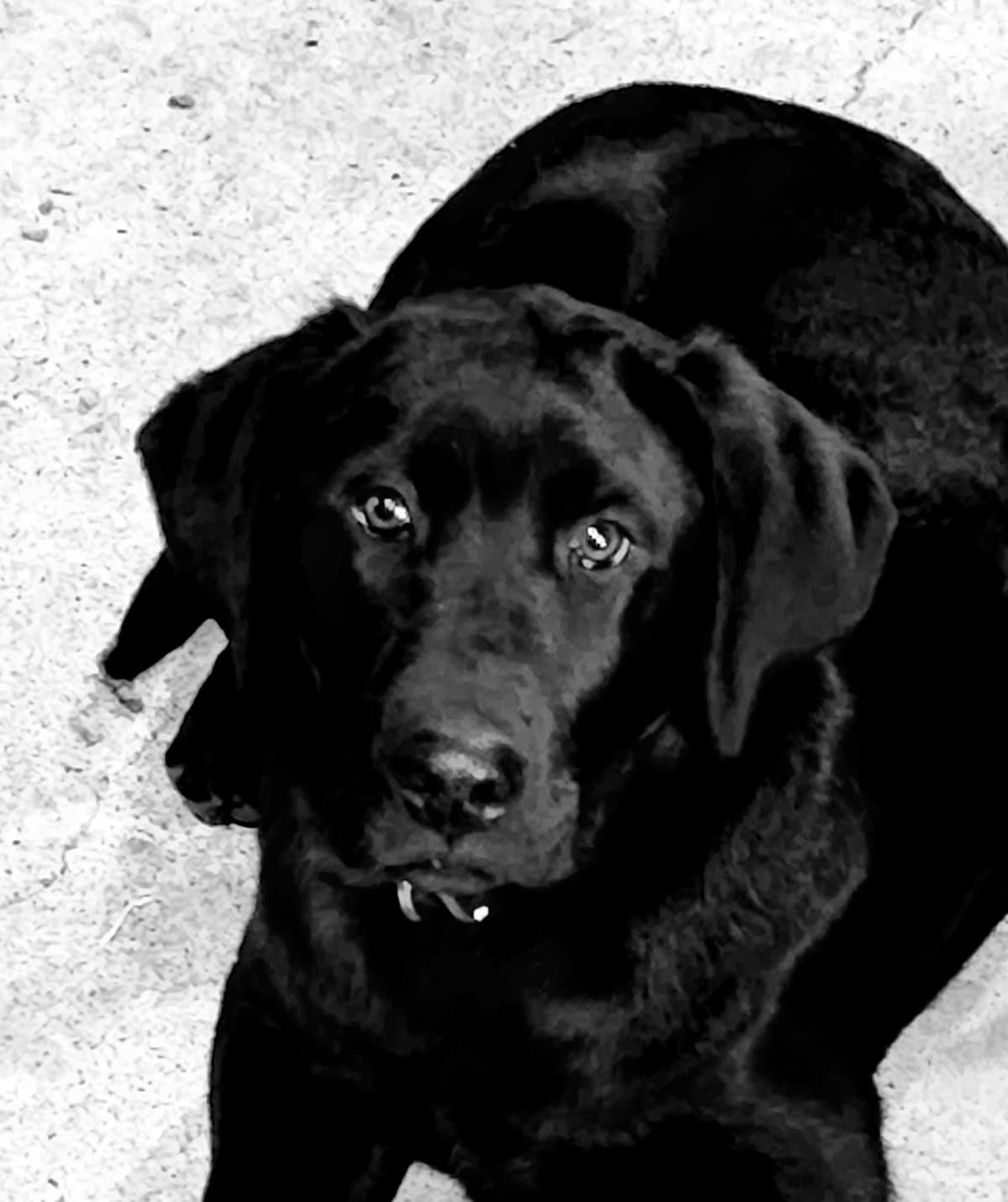 Labrador Retriever Puppies breeder image 19