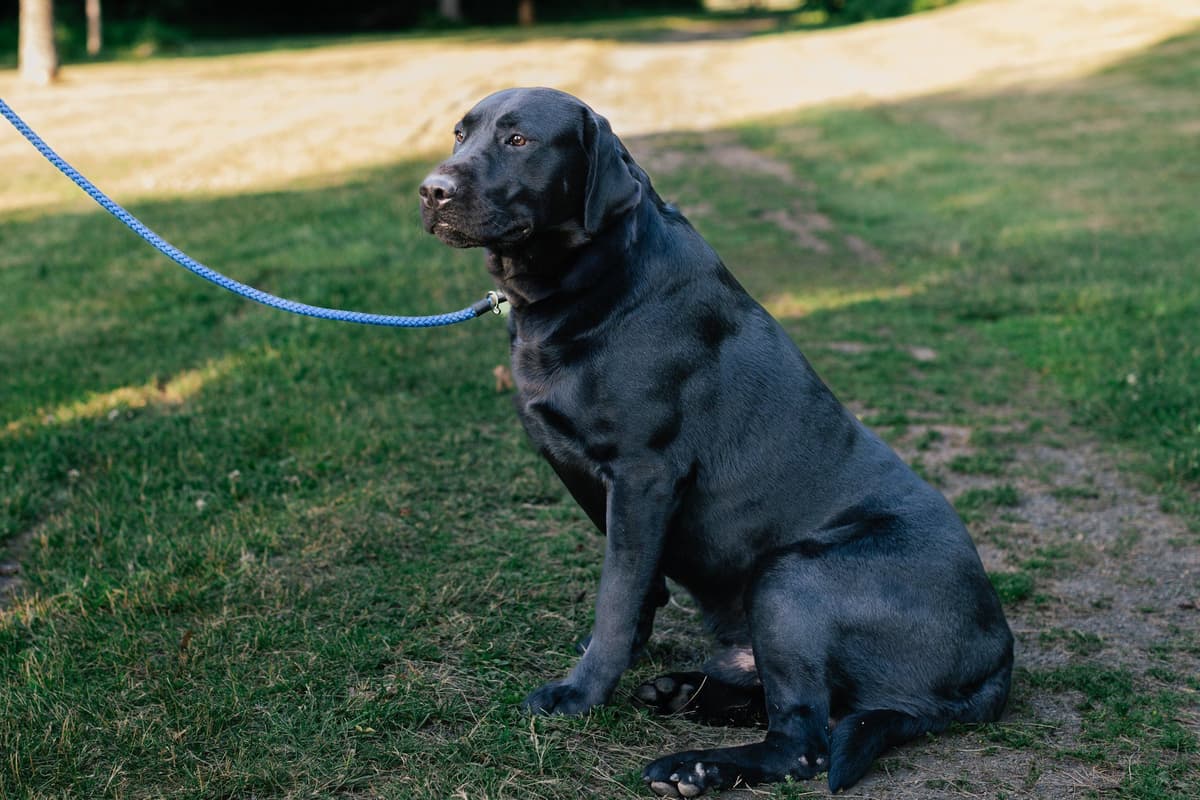 Labrador Retriever Puppies breeder image 25