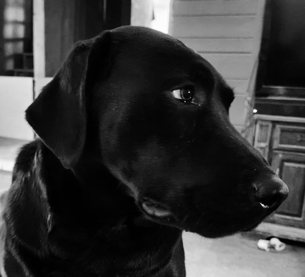 Labrador Retriever Puppies breeder image 28