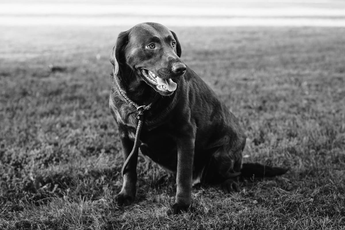 Labrador Retriever Puppies breeder image 31
