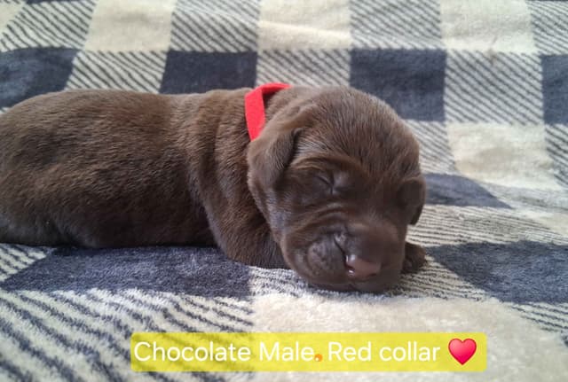 Labrador Retriever Puppies media 2