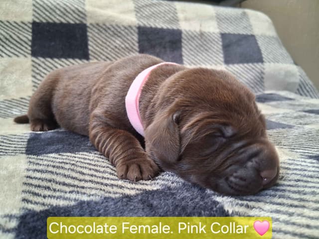 Labrador Retriever Puppies media 3