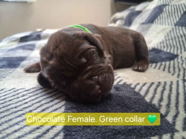 Labrador Retriever Puppies media 5