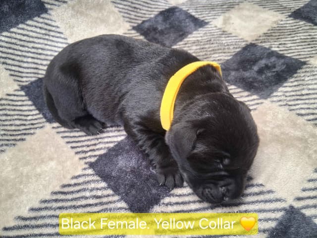 Labrador Retriever Puppies media 6
