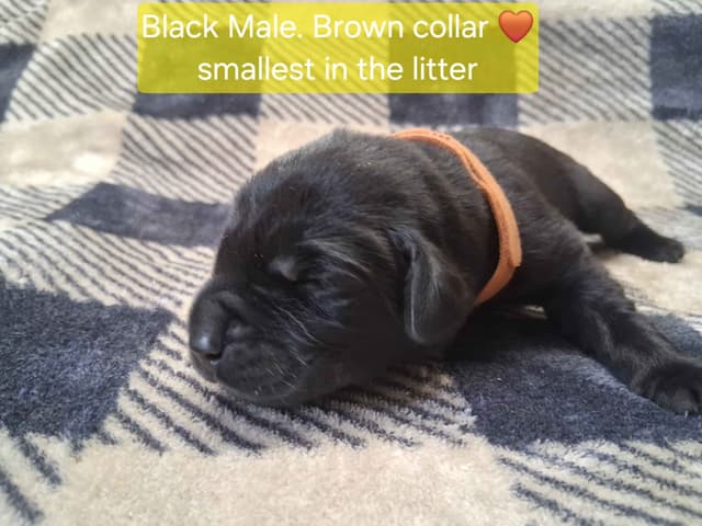 Labrador Retriever Puppies media 7