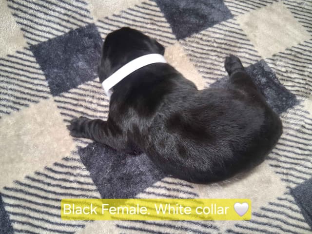 Labrador Retriever Puppies media 10