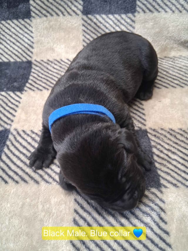 Labrador Retriever Puppies media 11