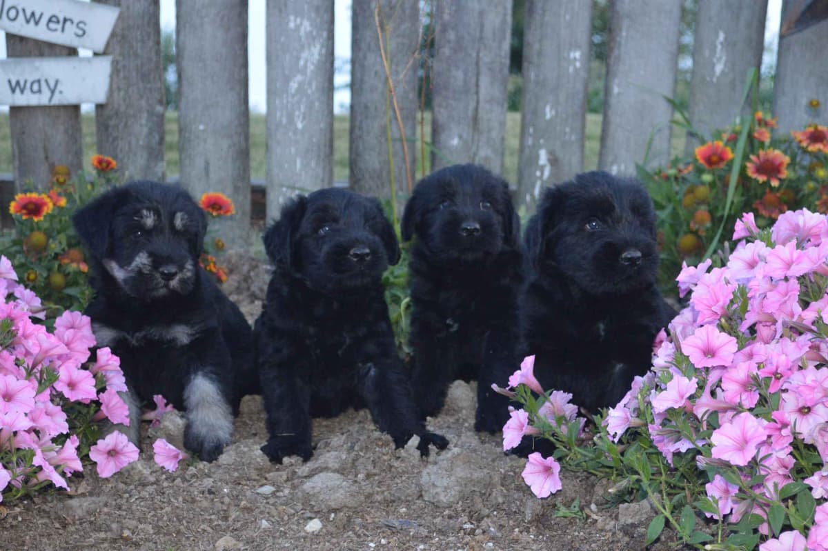 Giant Schnauzer Puppies breeder image 7