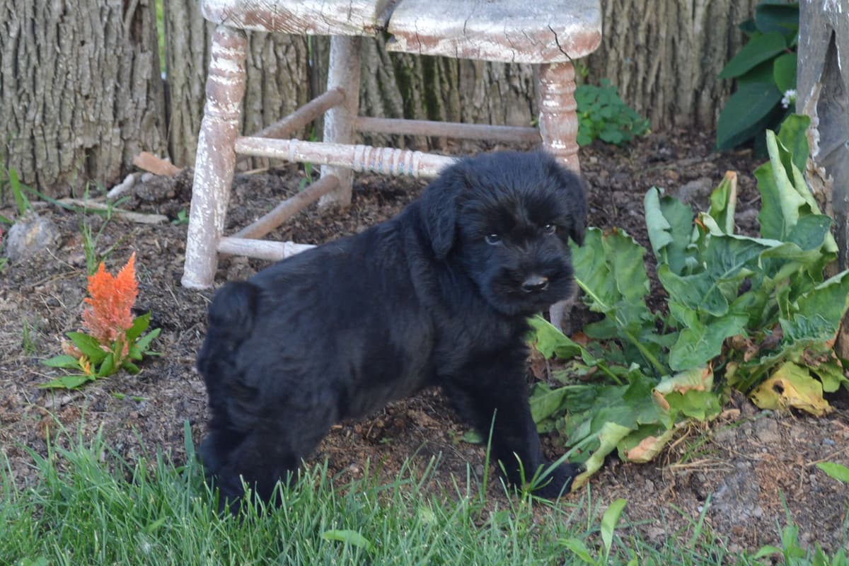 Giant Schnauzer Puppies breeder image 6
