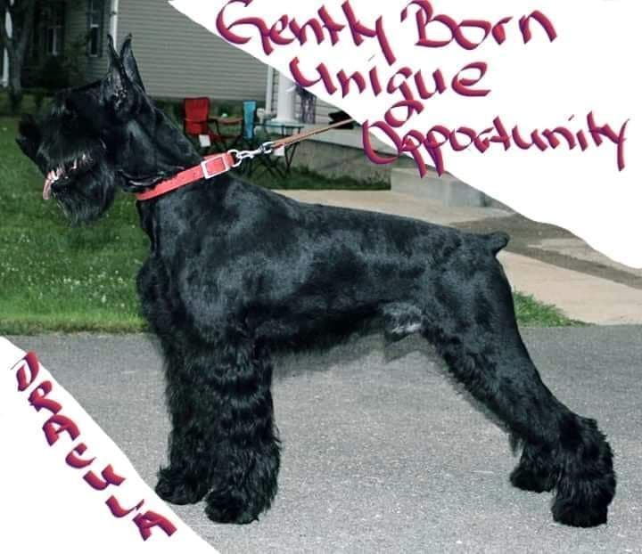 Giant Schnauzer Puppies breeder image 9