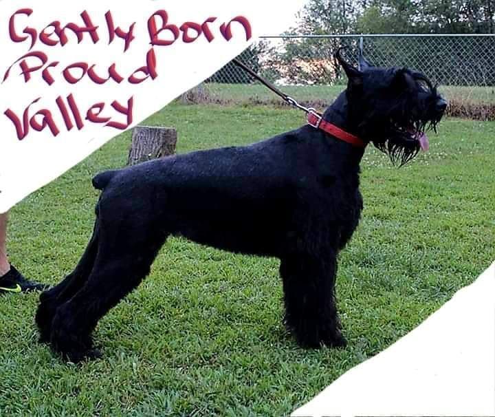 Giant Schnauzer Puppies breeder image 10