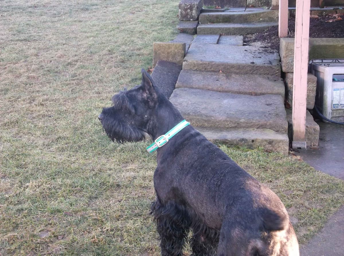 Giant Schnauzer Puppies breeder image 2