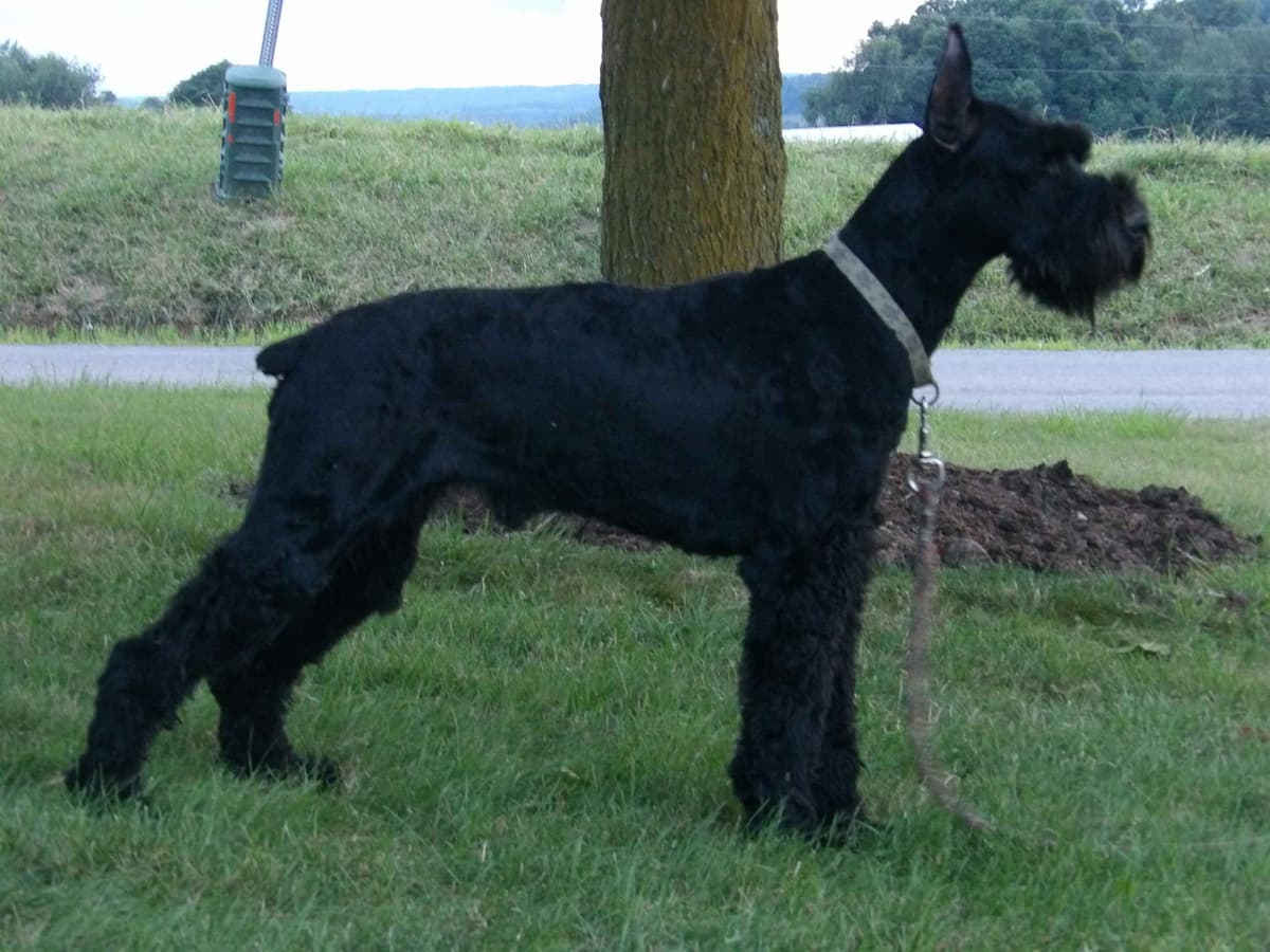 Giant Schnauzer Puppies breeder image 1