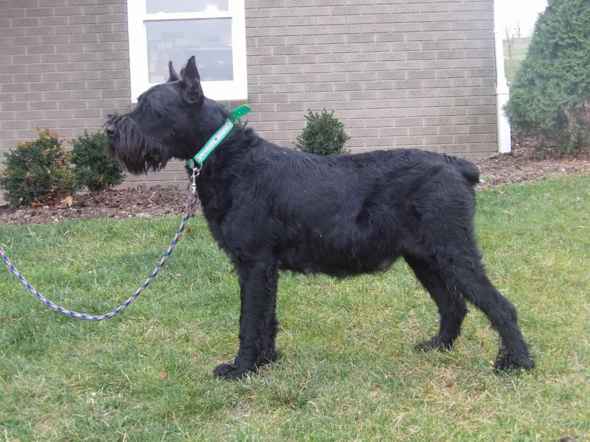 Giant Schnauzer Puppies breeder image 5