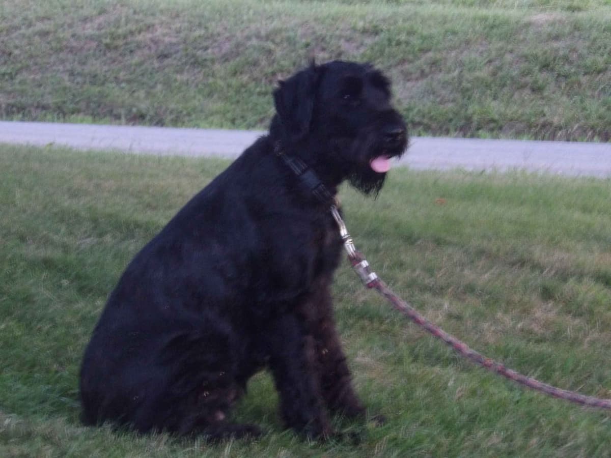 Giant Schnauzer Puppies breeder image 3