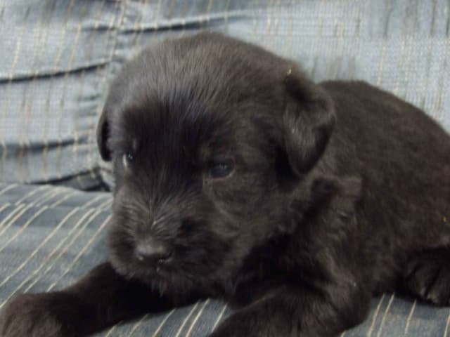 Giant Schnauzer Puppies media 3