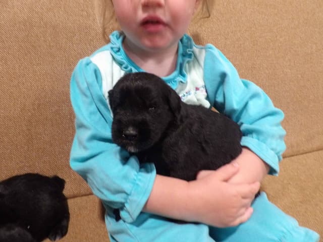Giant Schnauzer Puppies media 2