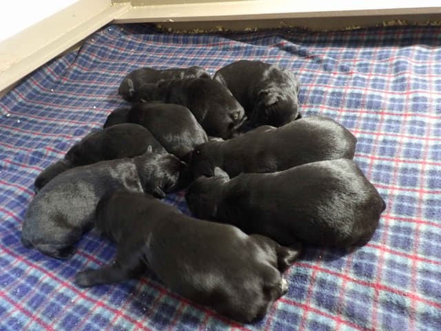 Giant Schnauzer Puppies media 2