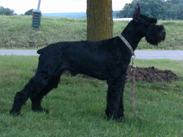 Giant Schnauzer Puppies media 3