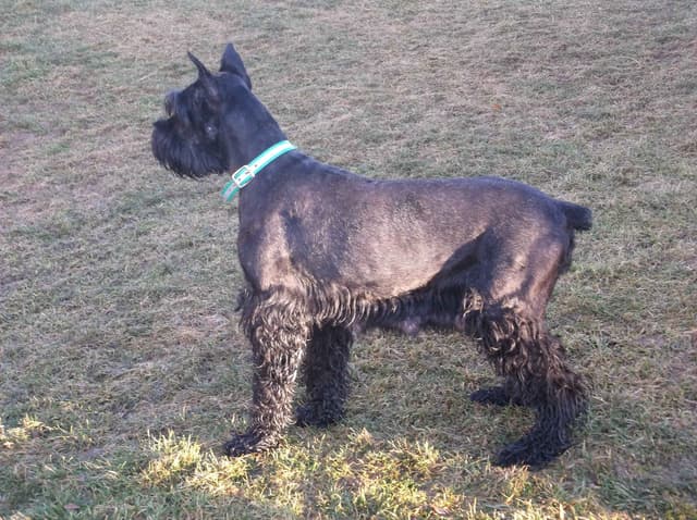 Giant Schnauzer Puppies media 4
