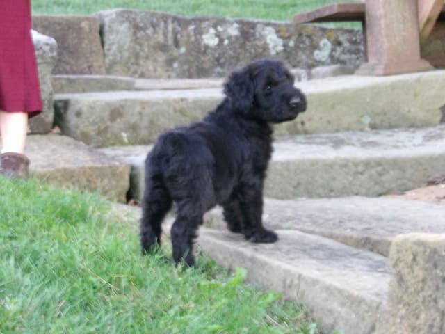 Giant Schnauzer Puppies media 5