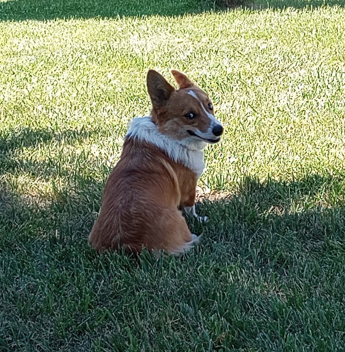 Pembroke Welsh Corgi Puppies breeder image 1