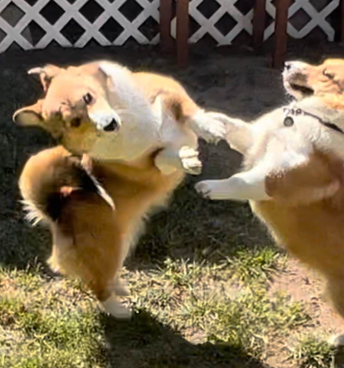 Pembroke Welsh Corgi Puppies breeder image 3