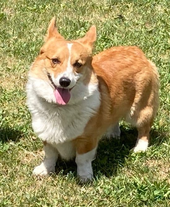 Pembroke Welsh Corgi Puppies breeder image 2