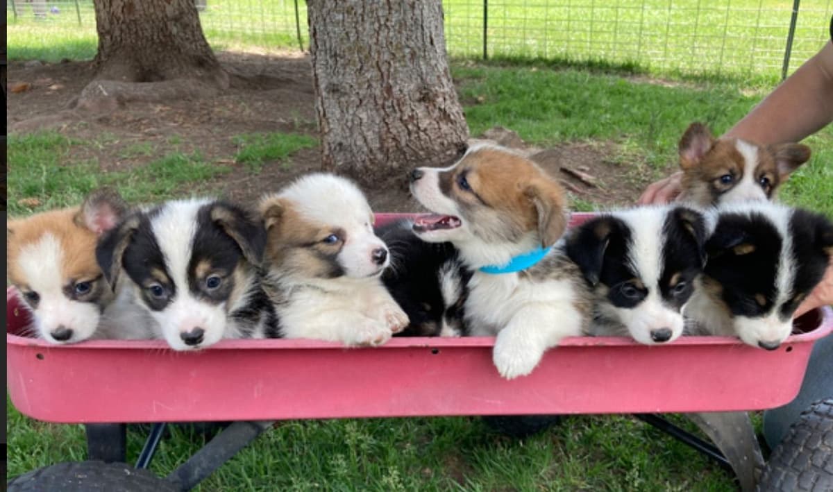 Pembroke Welsh Corgi Puppies breeder image 4