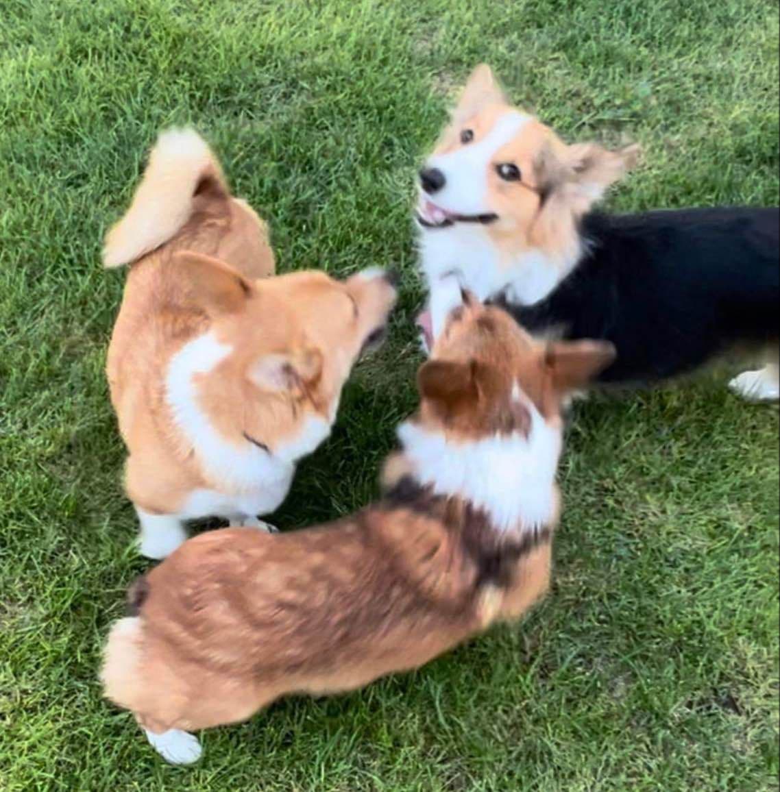 Pembroke Welsh Corgi Puppies breeder image 5