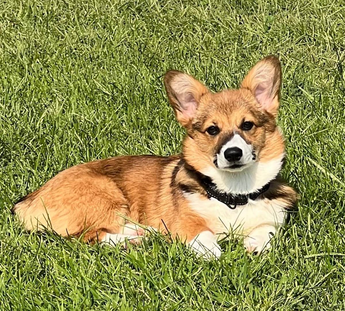 Pembroke Welsh Corgi Puppies breeder image 8