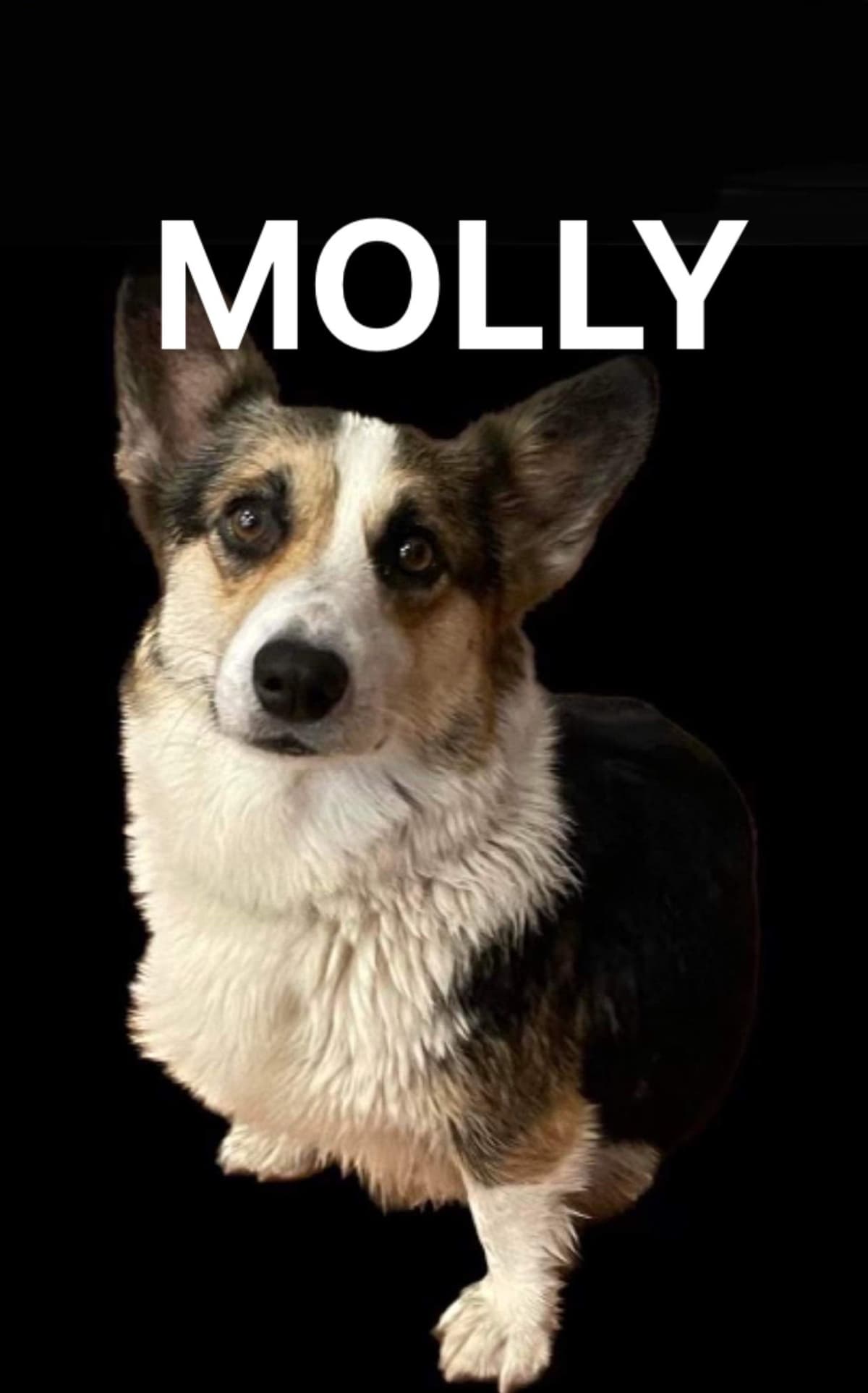 Pembroke Welsh Corgi Puppies breeder image 11