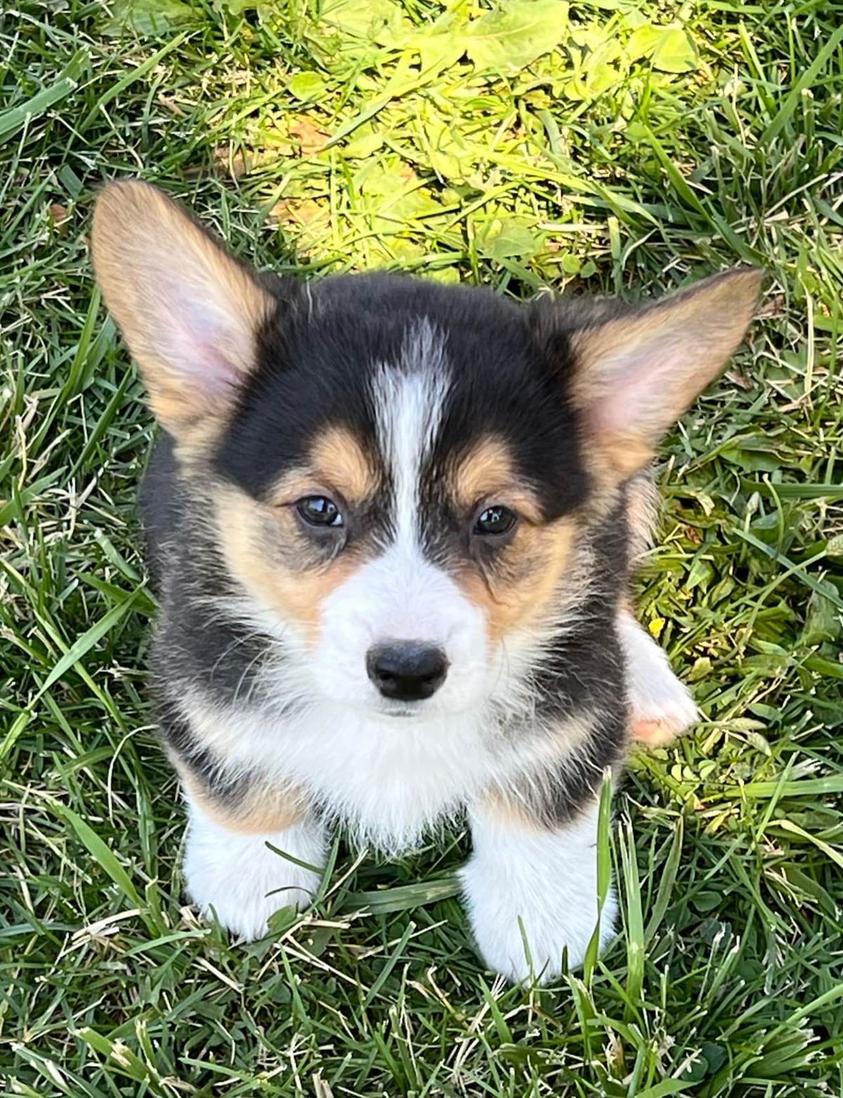 Pembroke Welsh Corgi Puppies breeder image 9