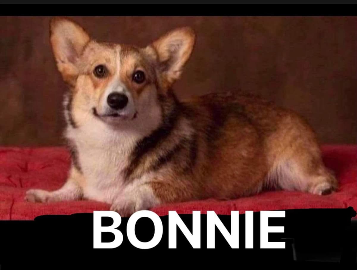 Pembroke Welsh Corgi Puppies breeder image 10