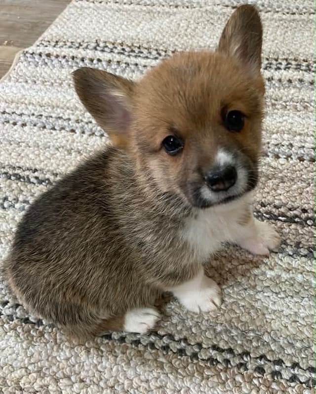 Hairpin Corgis media 2