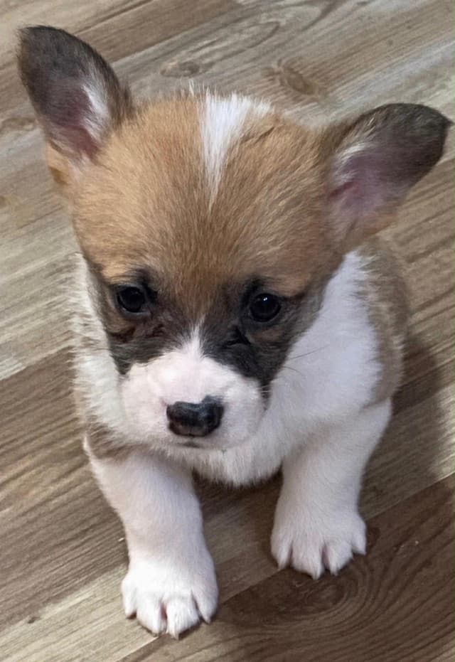Hairpin Corgis media 3