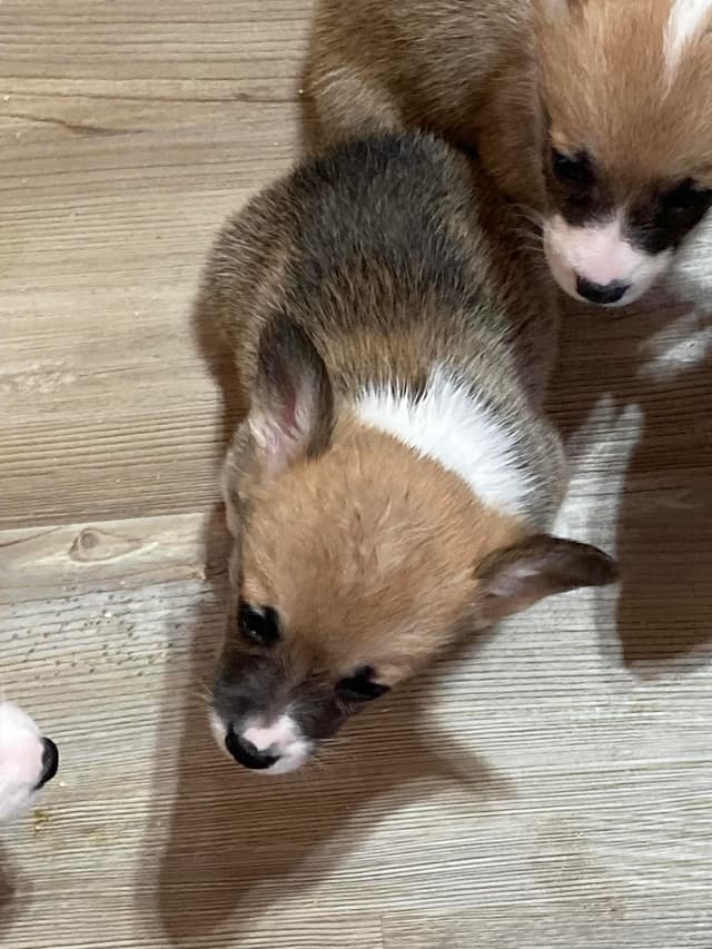 Hairpin Corgis media 4