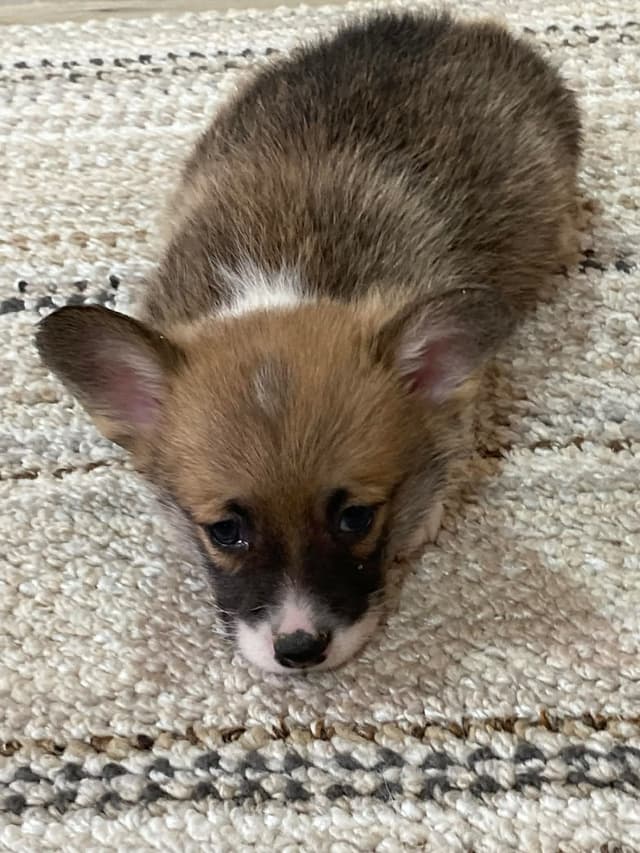 Hairpin Corgis media 5