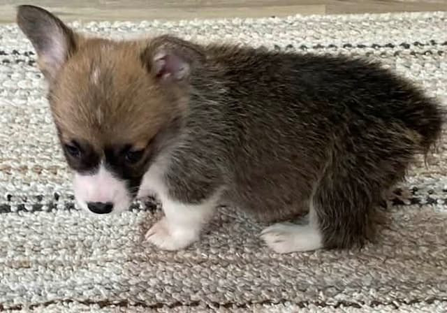 Hairpin Corgis media 6